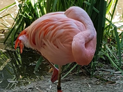 Pretparken en dierentuinen